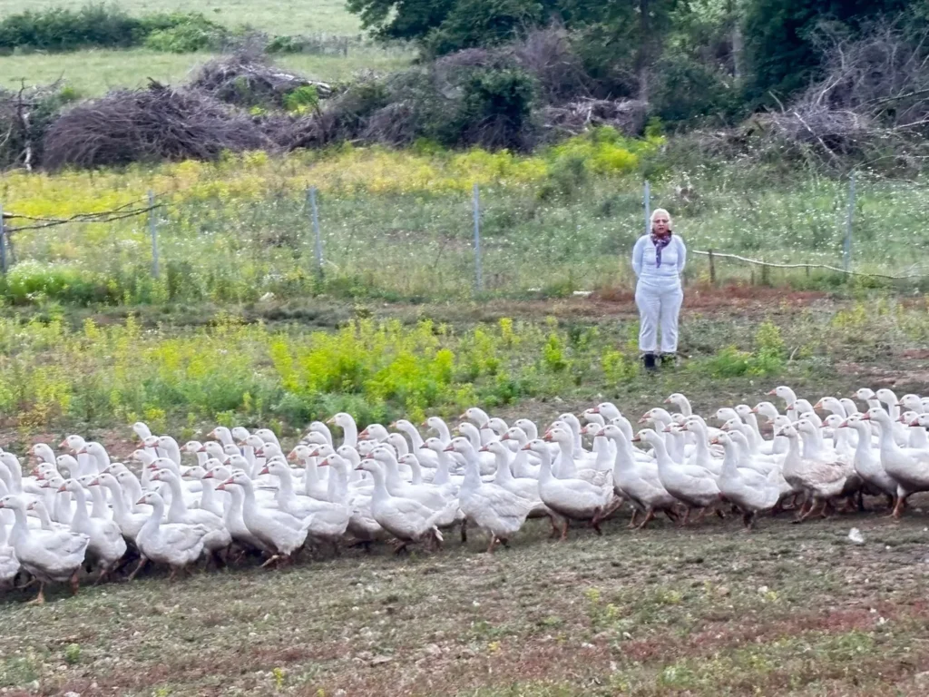 Sanayicilikten Kaz Yetiştiriciliğine Uzanan Bir Başarı Öyküsü